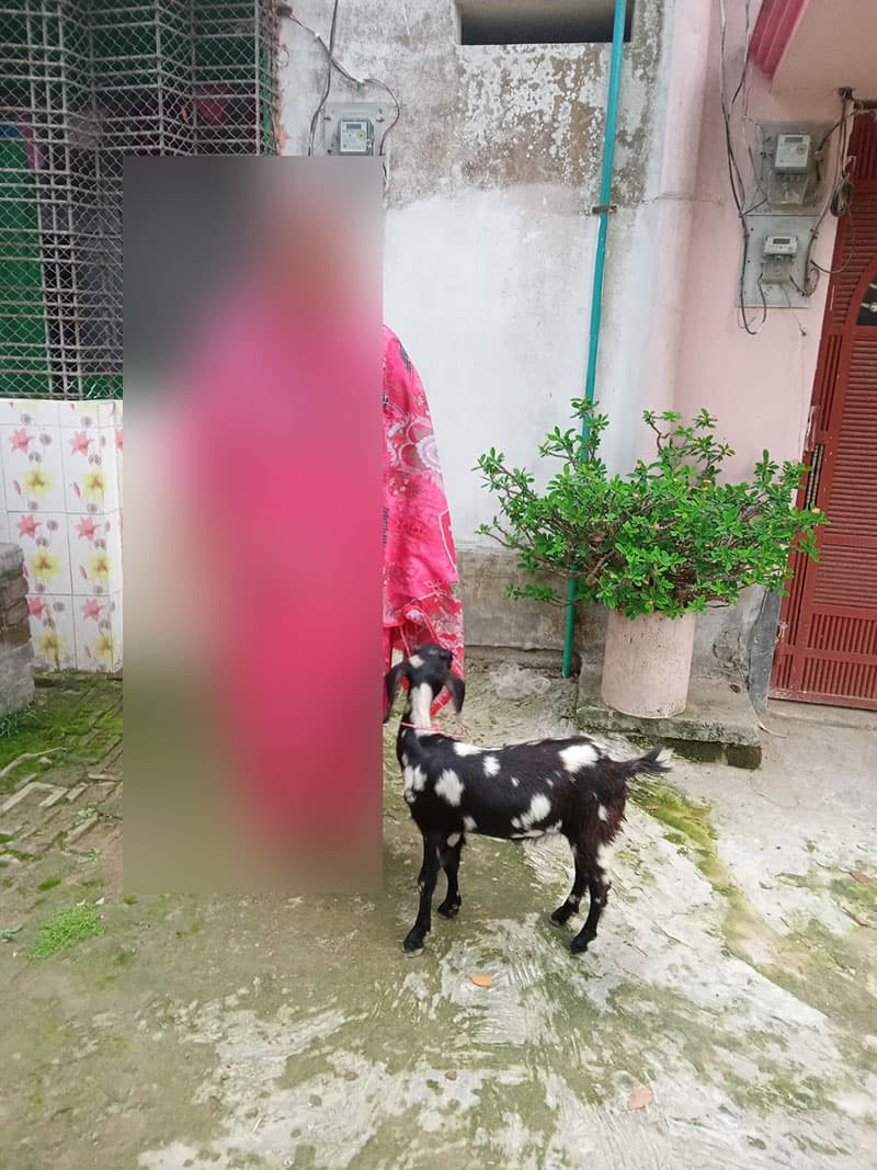 টগরি