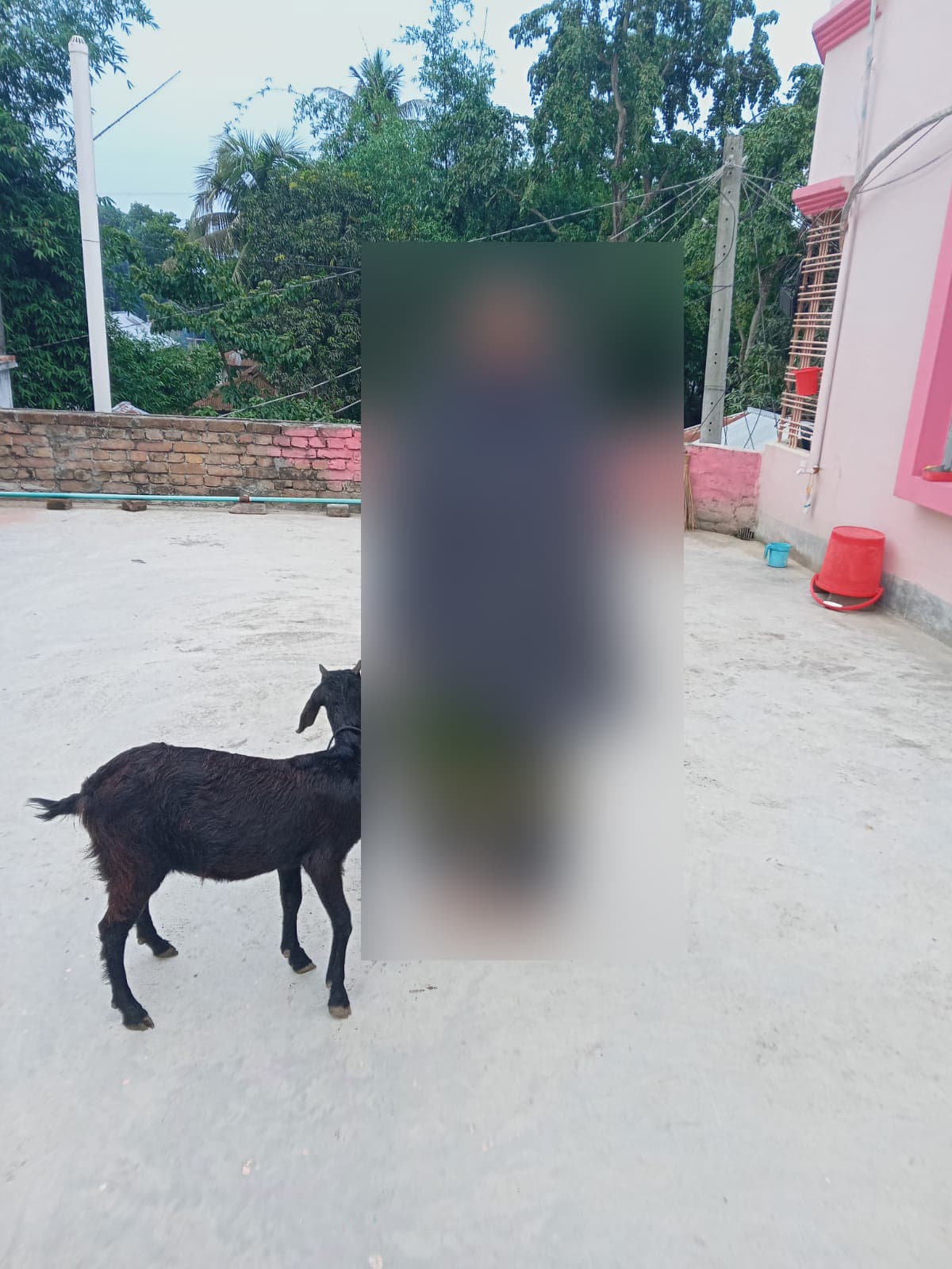 শাম্মী