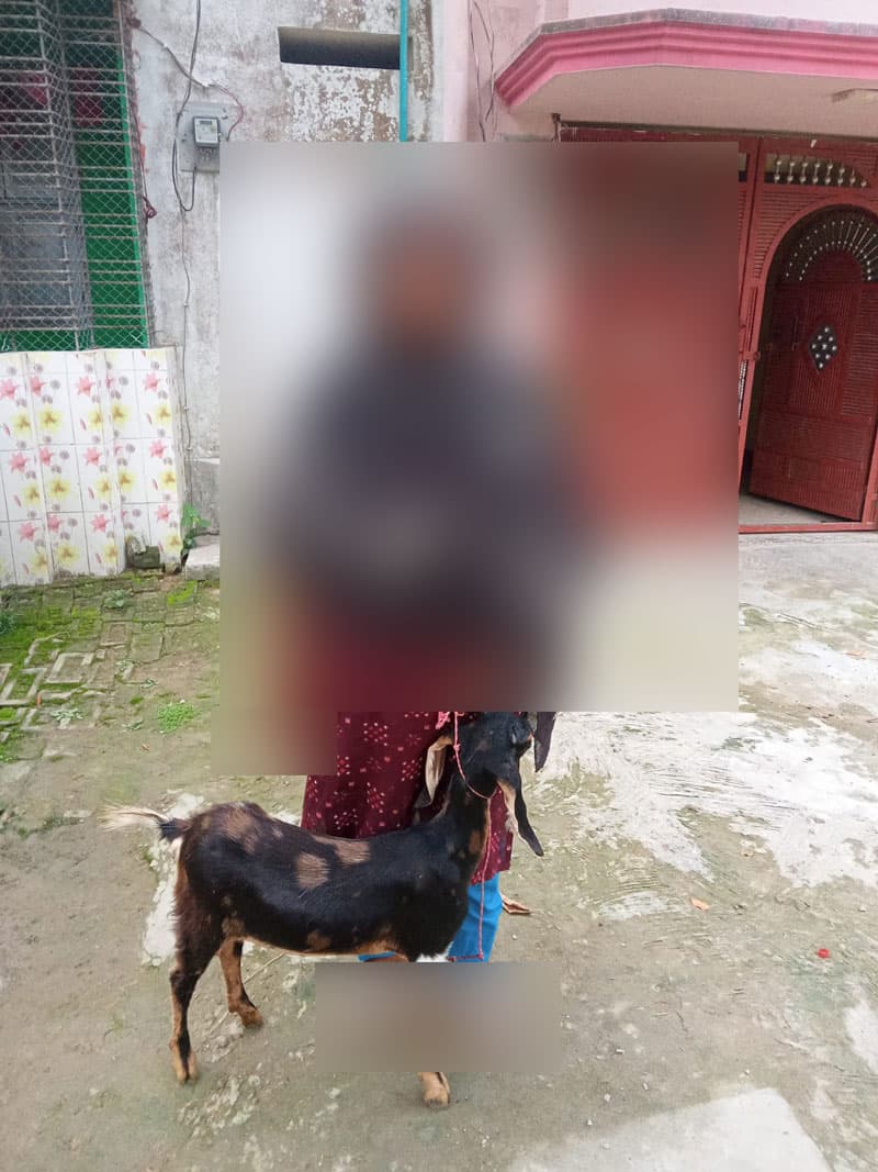 ডলি
